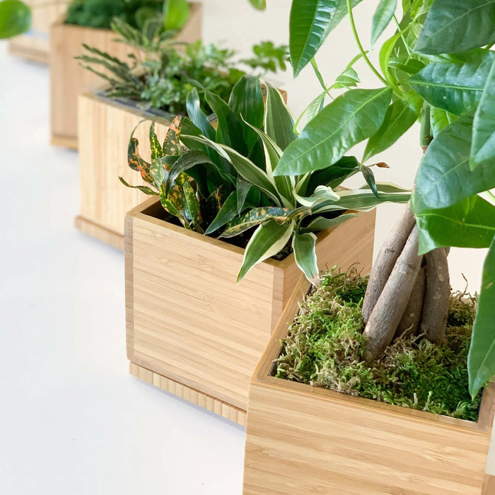 Tropical Desktop Garden In Bamboo Planter