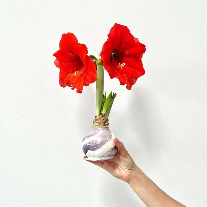 Amaryllis Bulb with Sovereign Bloom - Marbled Wax