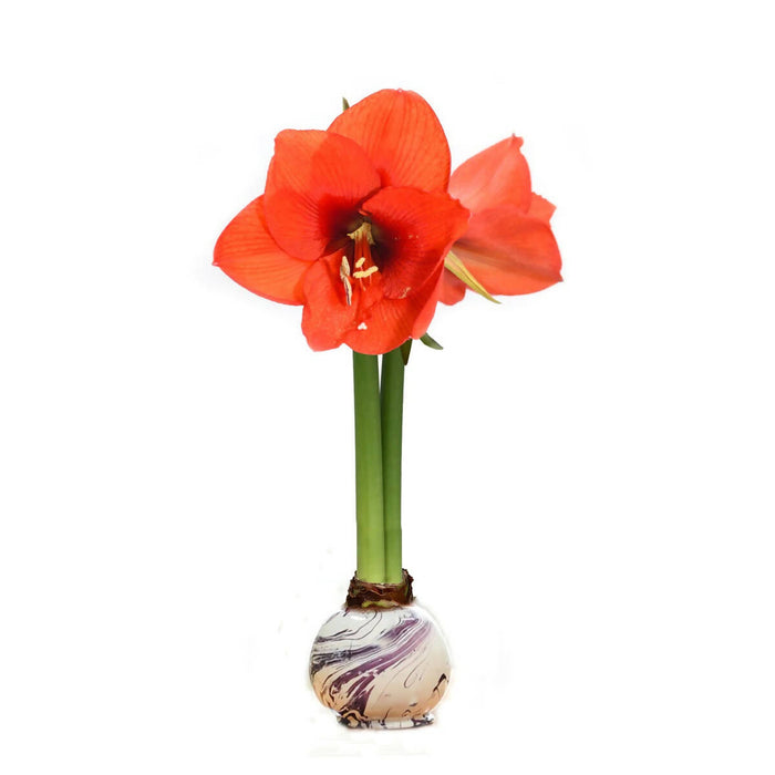 Amaryllis Bulb with Sovereign Bloom - Marbled Wax