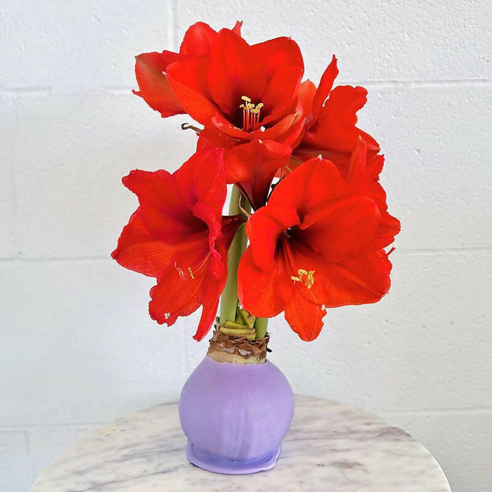 Amaryllis Bulb with Sovereign Bloom - Solid Wax